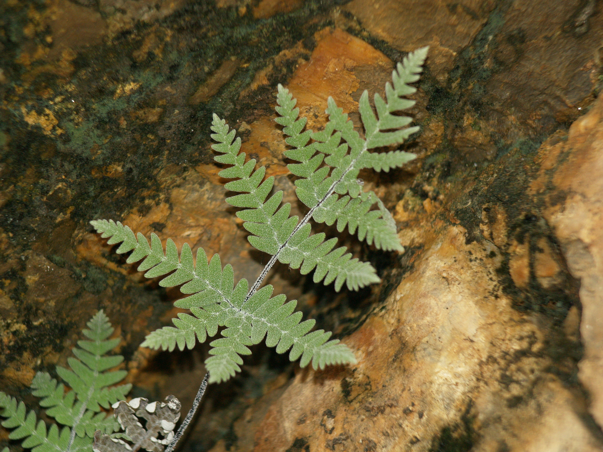 Notholaena copelandii