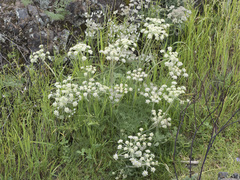 Lomatium dasycarpum tomentosum