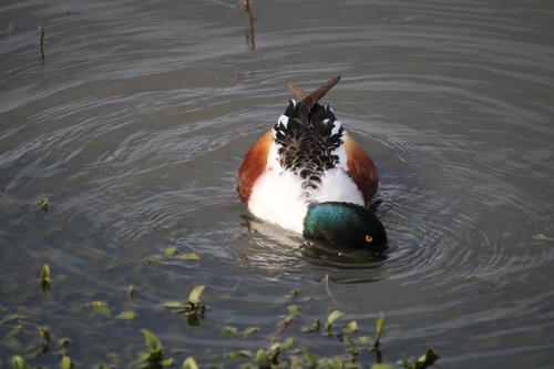 iNaturalist: (c) Elk (she/he), some rights reserved (CC BY-NC), uploaded by Elk (she/he) iNaturalist image