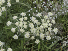 Lomatium dasycarpum tomentosum