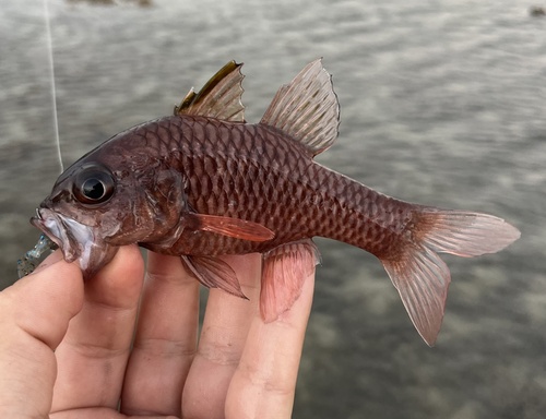 Iridescent cardinalfish (Pristiapogon kallopterus) — Apogonidae — 3