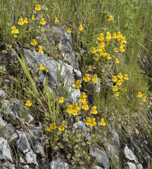 Erythranthe glaucescens