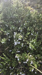 Prostanthera cuneata, photograph (c) Petra Holland, some rights reserved (CC BY)