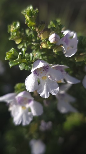 Prostanthera cuneata, photograph 4