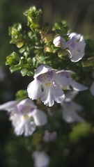 Prostanthera cuneata, photograph (c) Petra Holland, some rights reserved (CC BY)