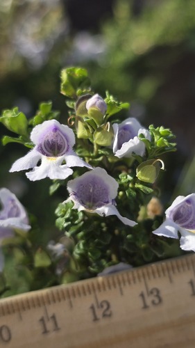 Prostanthera cuneata, photograph 2