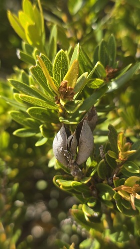 Alpine Orites (Orites lancifolius)