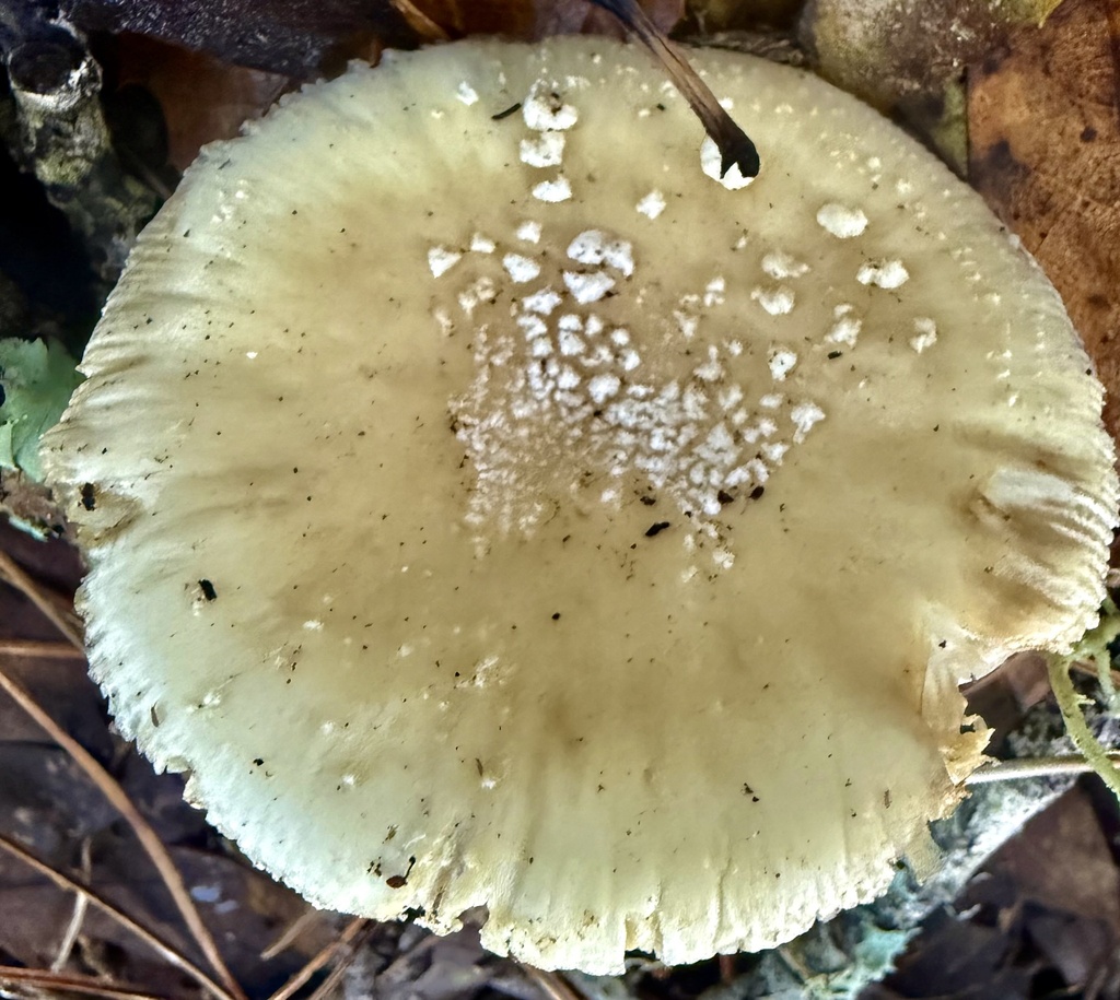 Amanita pantherinoides · January 2026 · photo: © hllrnnr (iNaturalist, cc0)