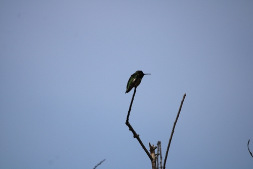 iNaturalist observation photo of Anna's Hummingbird