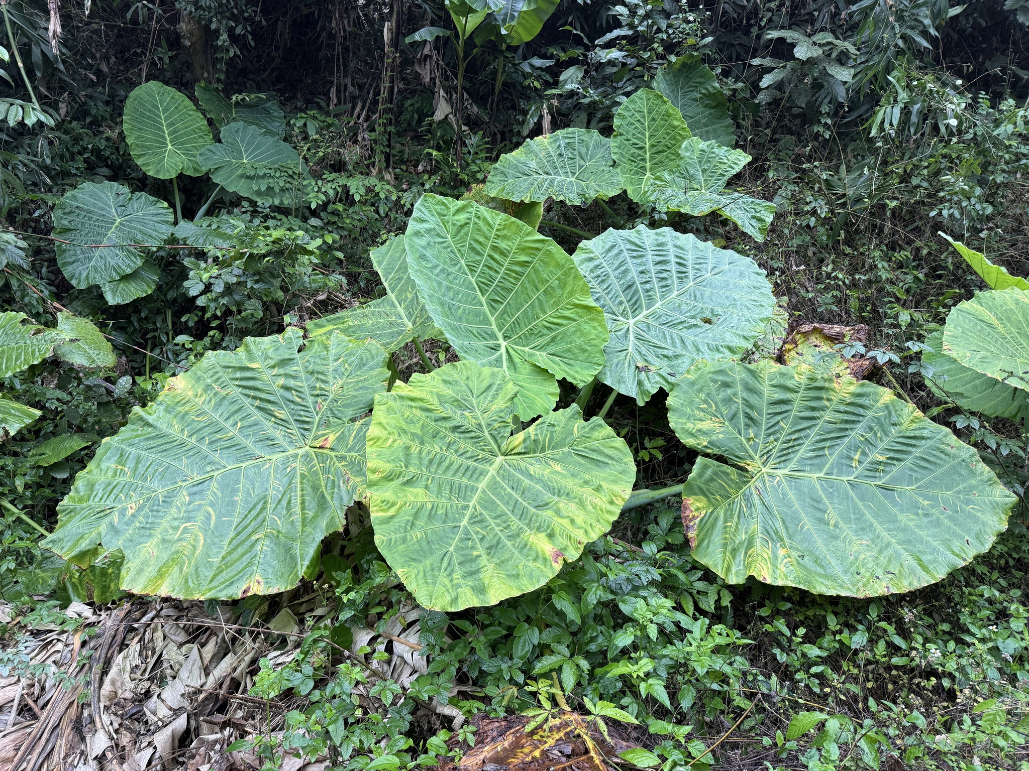 Alocasia odora (Alocasia odora)