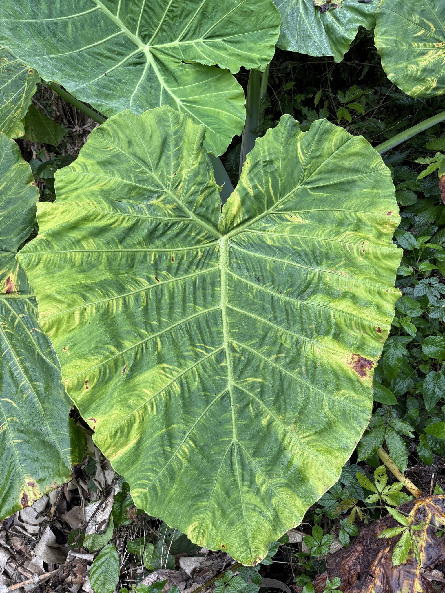 Alocasia odora — ảnh 2
