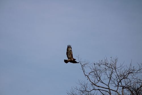 iNaturalist observation photo of Red-tailed Hawk