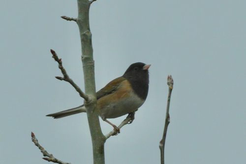 Dark-eyed Junco