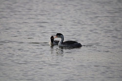 iNaturalist observation photo of Western Grebe