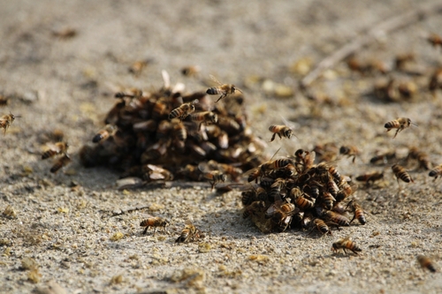 iNaturalist observation photo of Western Honey Bee