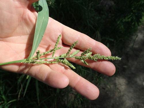 Echinochloa crus-galli iNat (2)