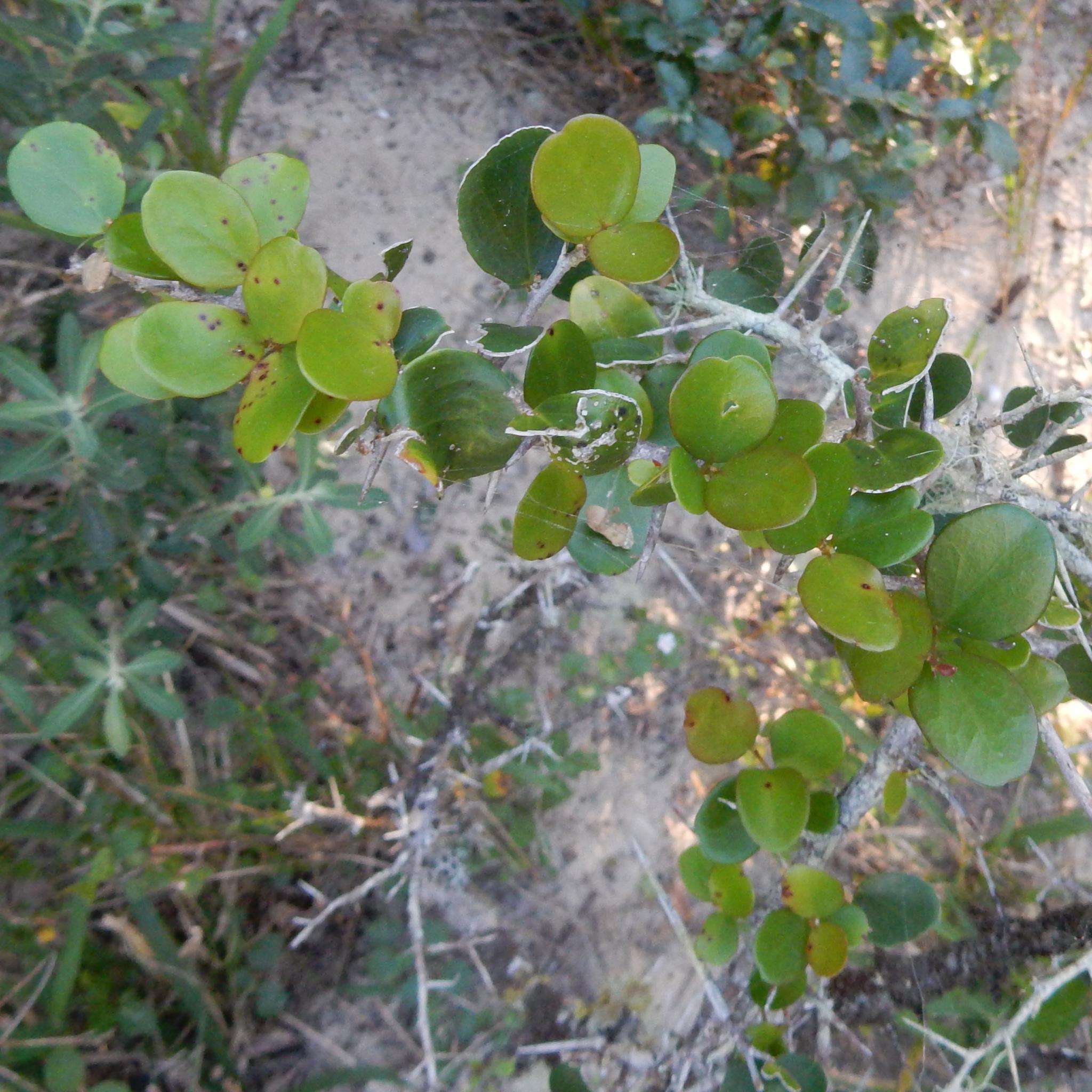 Dune Sourberry (Dovyalis rotundifolia)
