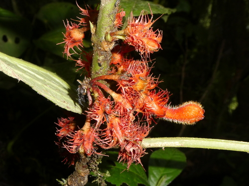 Glossoloma medusaeum