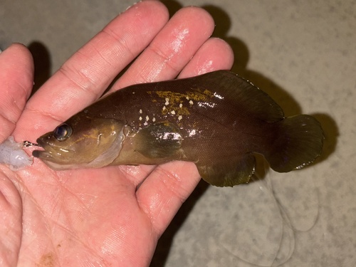 Whitespotted soapfish (Rypticus maculatus) — Serranidae — 2