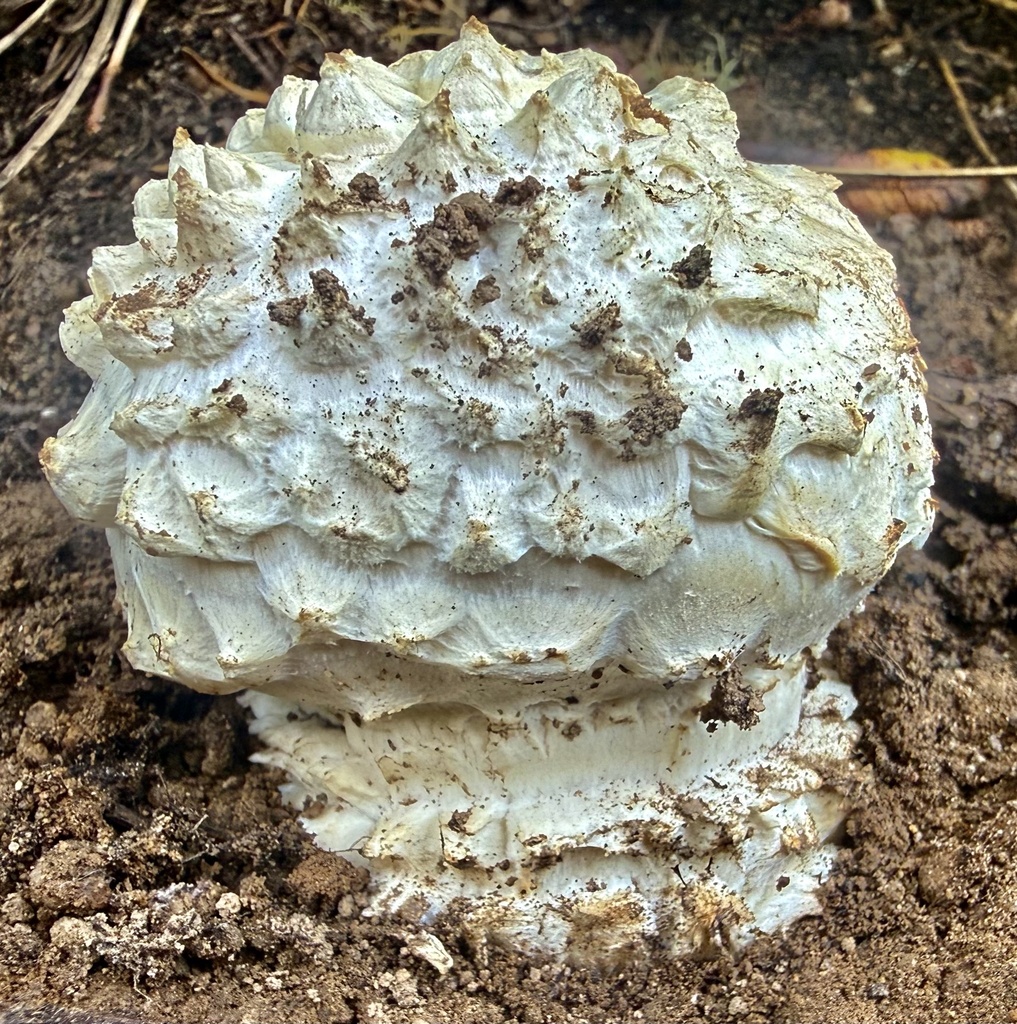 Amanita magniverrucata · January 2026 · photo: © hllrnnr (iNaturalist, cc0)