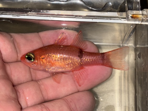 Barred cardinalfish (Apogon binotatus) — Apogonidae — 2