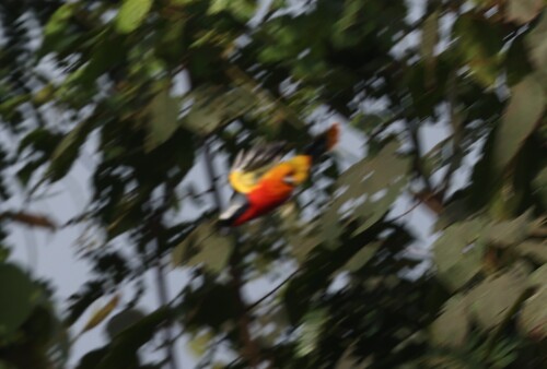Many-colored Bushshrike