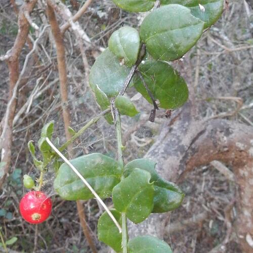 Albany Sumach (Rhoiacarpos capensis)