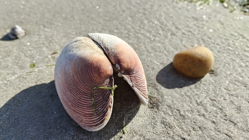 Dosinia anus