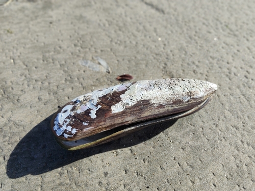 Perna canaliculus