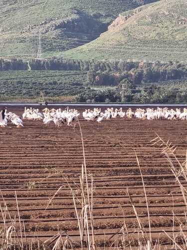 iNaturalist: (c) noa_unger, some rights reserved (CC BY-NC) iNaturalist image