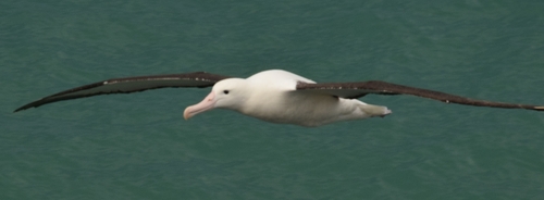 Northern Royal Albatross (Diomedea sanfordi), photo 5