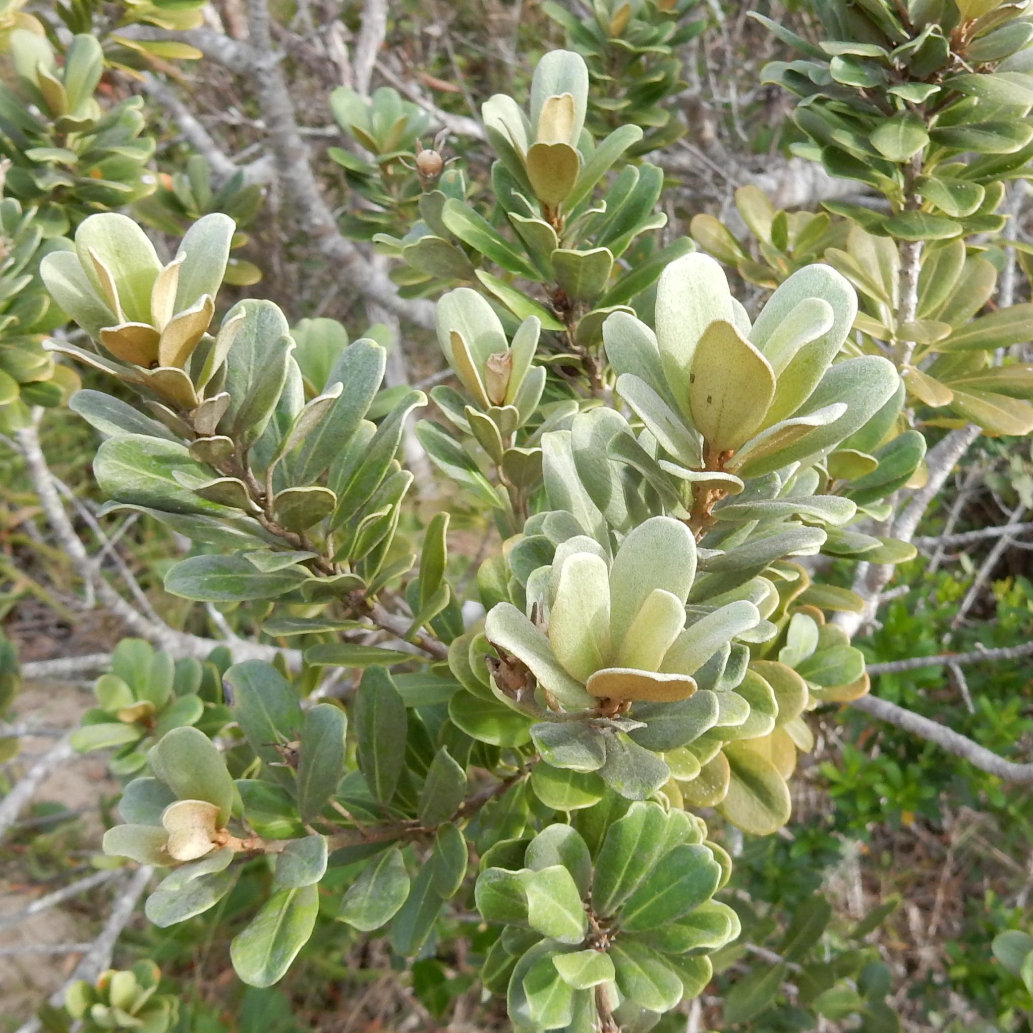 Coastal Red Milkwood (Mimusops afra)