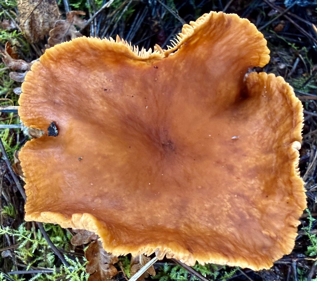 Lactarius rubidus · January 2026 · photo: © hllrnnr (iNaturalist, cc0)