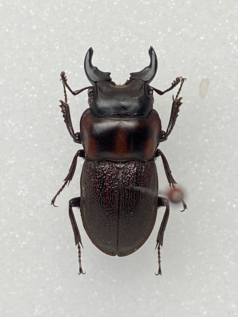 Aegognathus similis