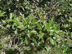 Maytenus ilicifolia