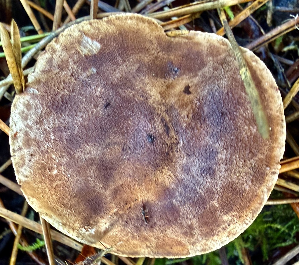 Tricholoma imbricatoides · January 2026 · photo: © hllrnnr (iNaturalist, cc0)