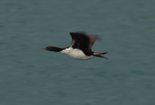 Stewart Island Shag (Leucocarbo chalconotus), photo 4