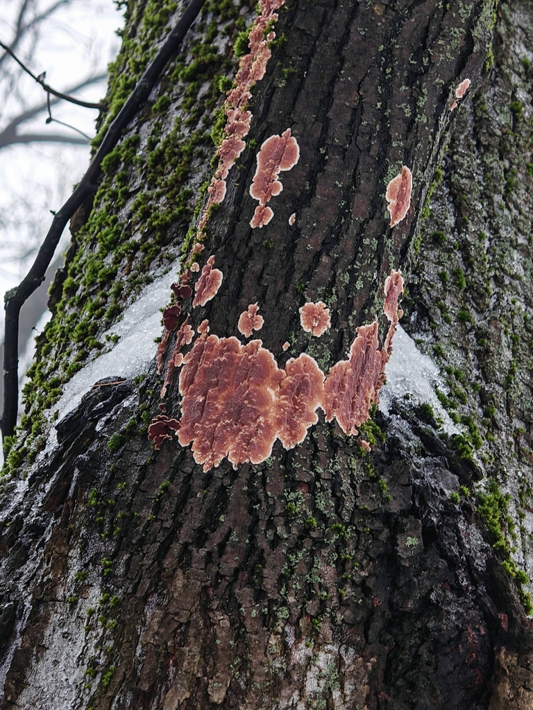 Cylindrobasidium evolvens · January 2026 · photo: © p_andrey (iNaturalist, cc-by-nc)