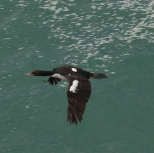 Stewart Island Shag (Leucocarbo chalconotus), photo 5