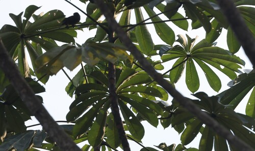 African corkwood tree