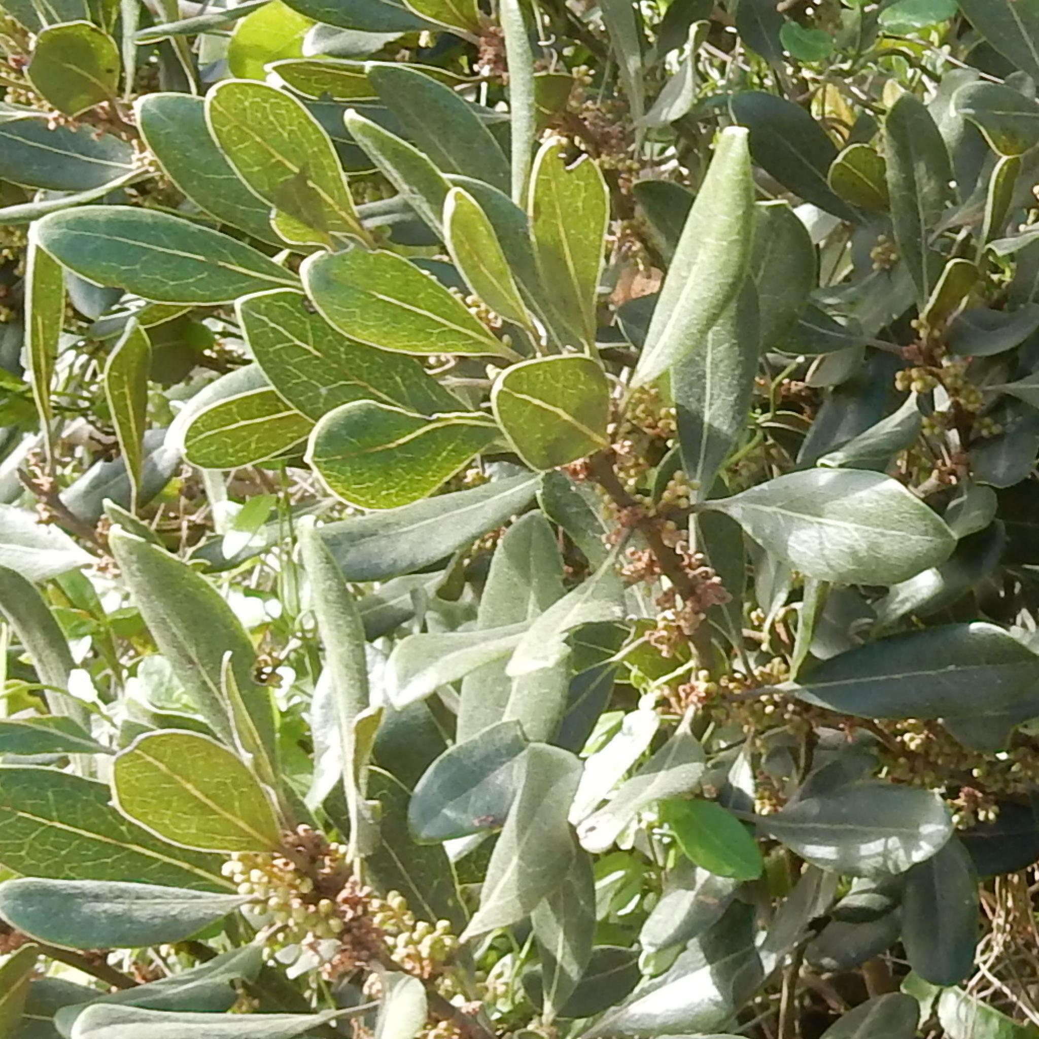 Mountain Guarri (Euclea natalensis)