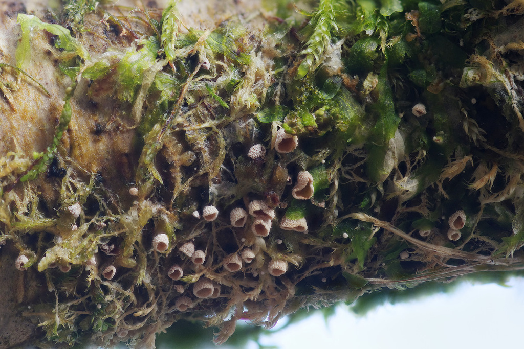 Chromocyphella muscicola · January 2026 · photo: © wildeep (iNaturalist, cc-by)