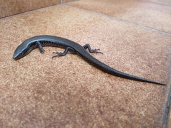 Chalcides sexlineatus