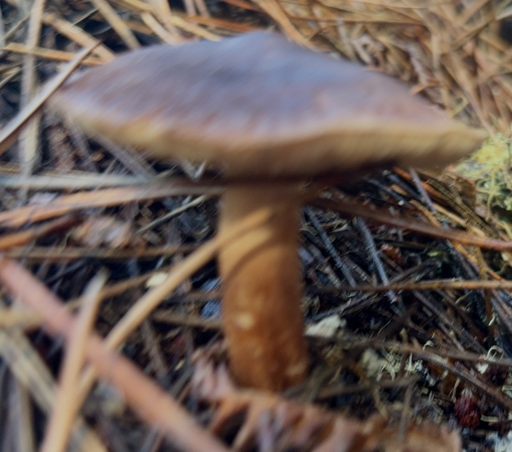 Tricholoma imbricatoides