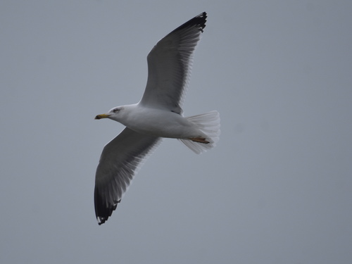 iNaturalist: (c) dmgallagher, some rights reserved (CC BY-NC) iNaturalist image