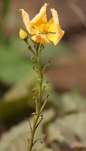 Cogniauxia podolaena