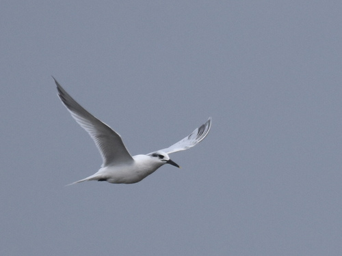 iNaturalist: (c) dmgallagher, some rights reserved (CC BY-NC) iNaturalist image