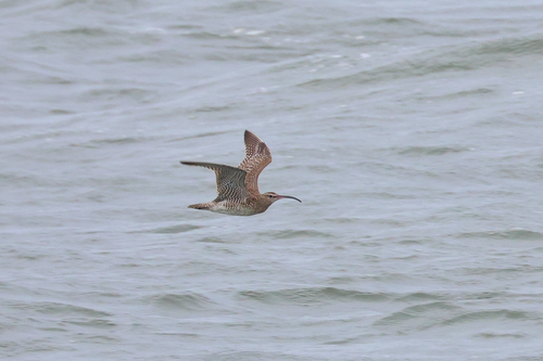 iNaturalist: (c) Steve Murray, some rights reserved (CC BY-NC), uploaded by Steve Murray iNaturalist image