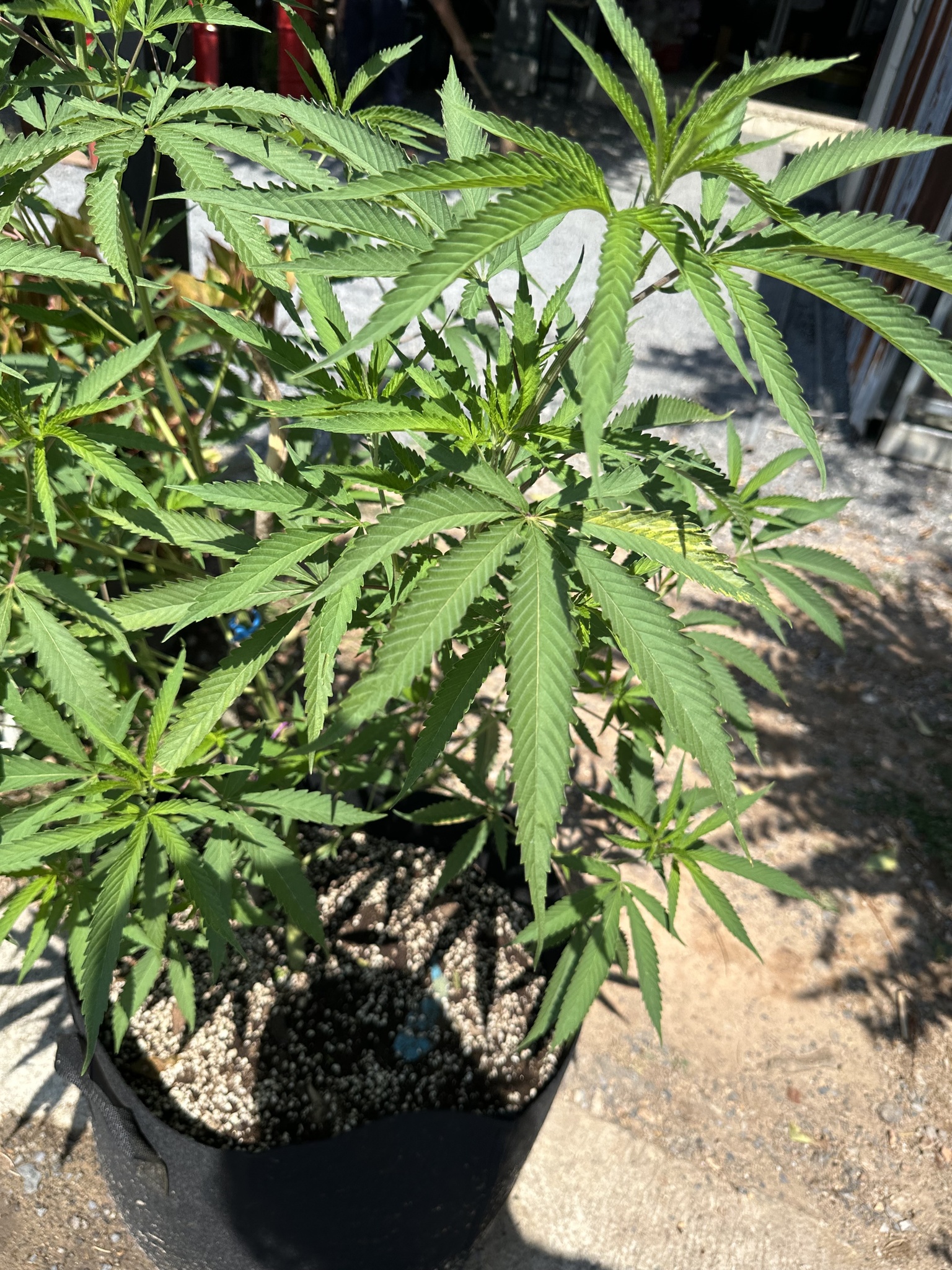 Imagem de Maconha