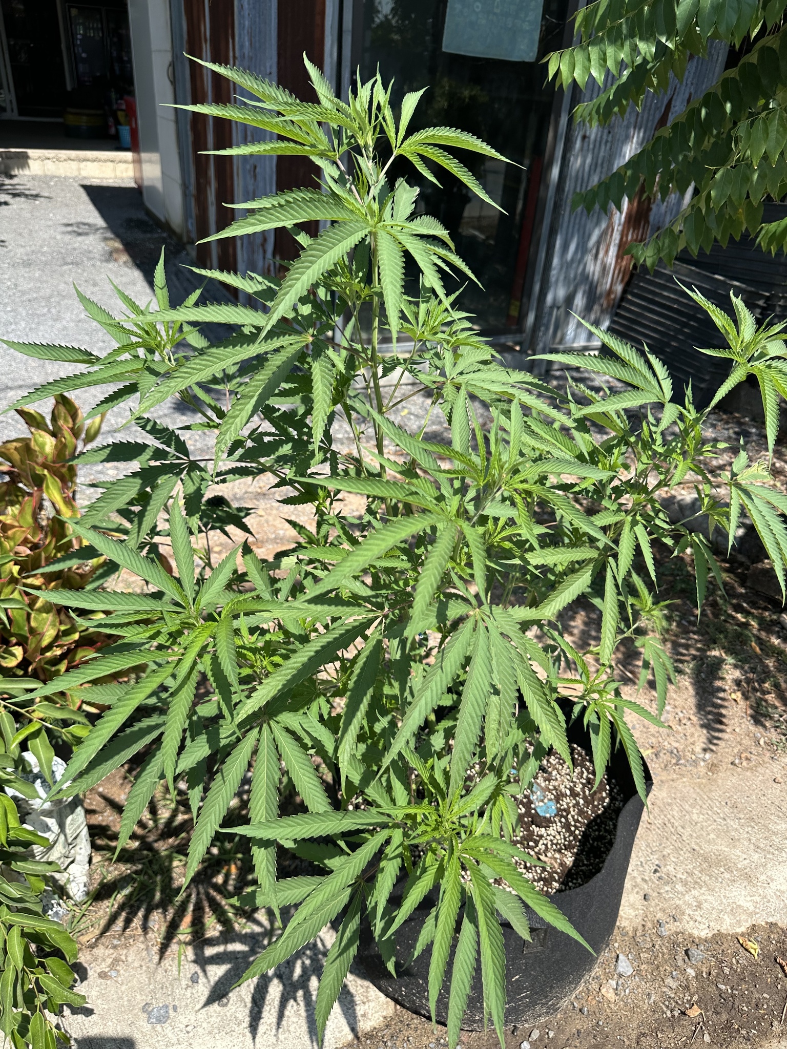 Imagem de Maconha